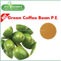 chlorogenic acids Green coffee bean extract